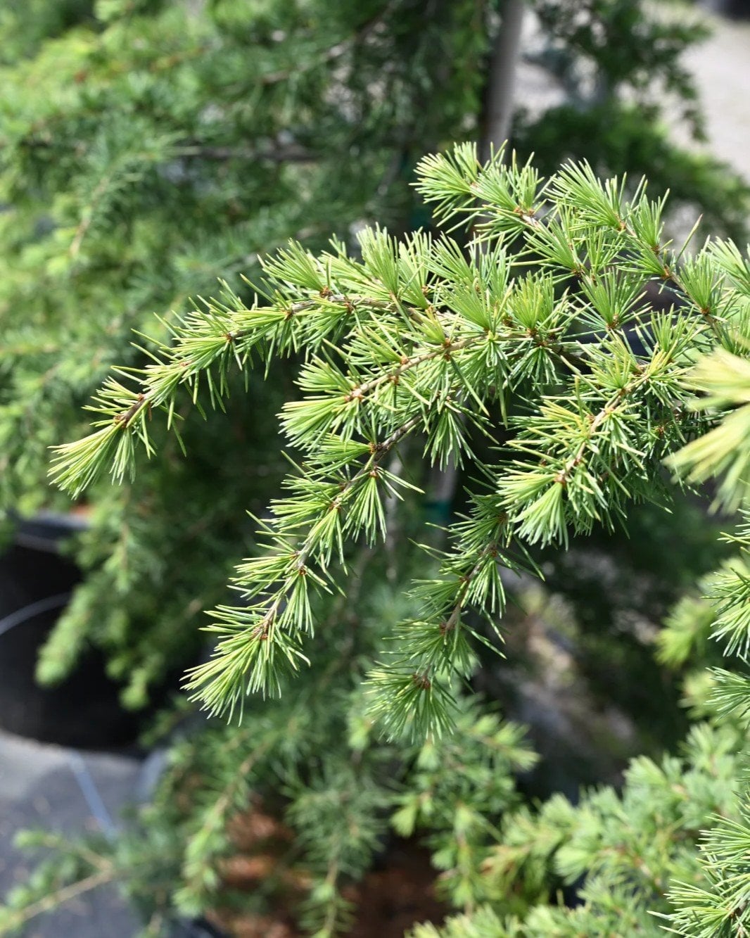 Golden Atlas Cedar - Image 1