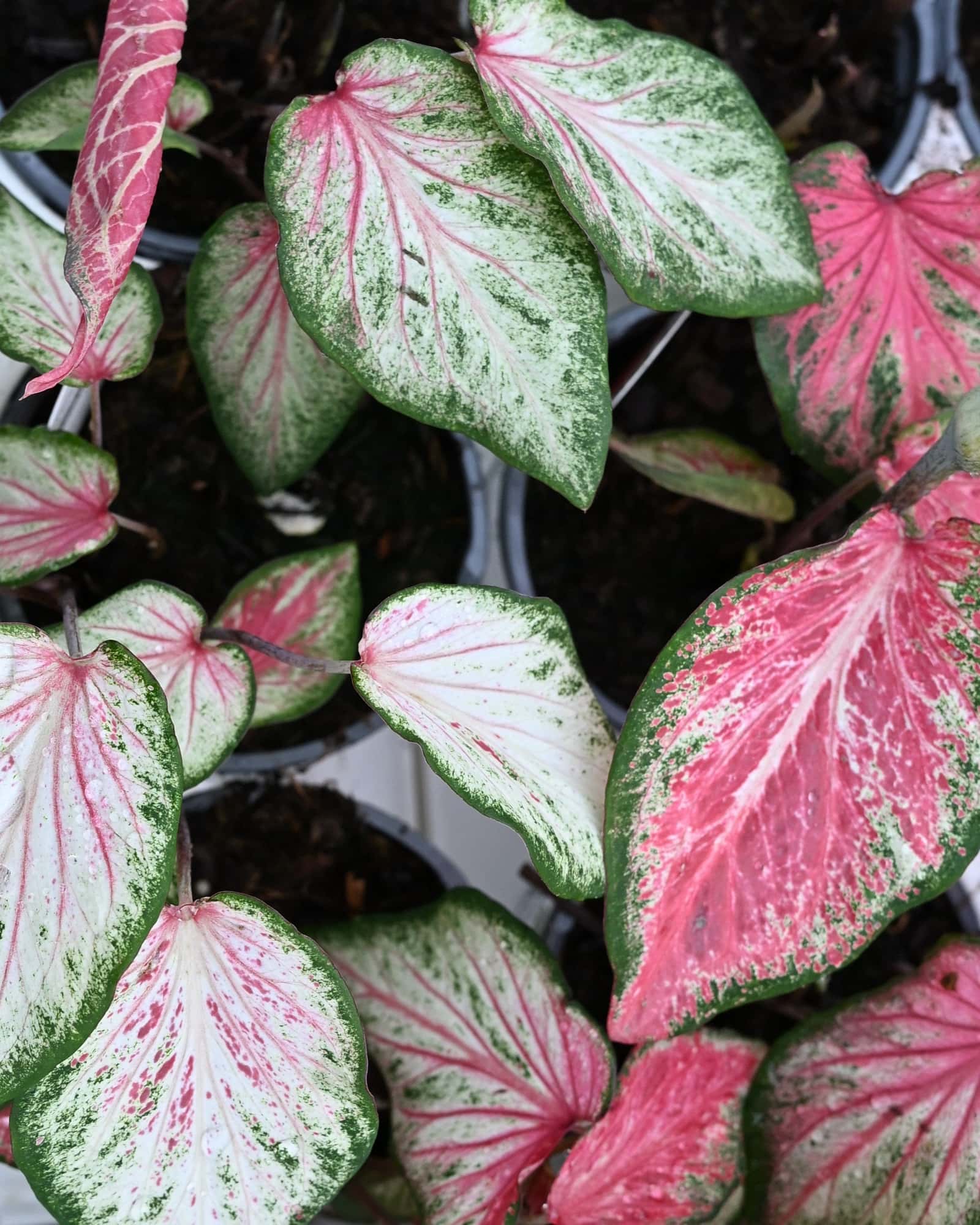 Heart to Heart Blushing Bride Caladium - Main Image
