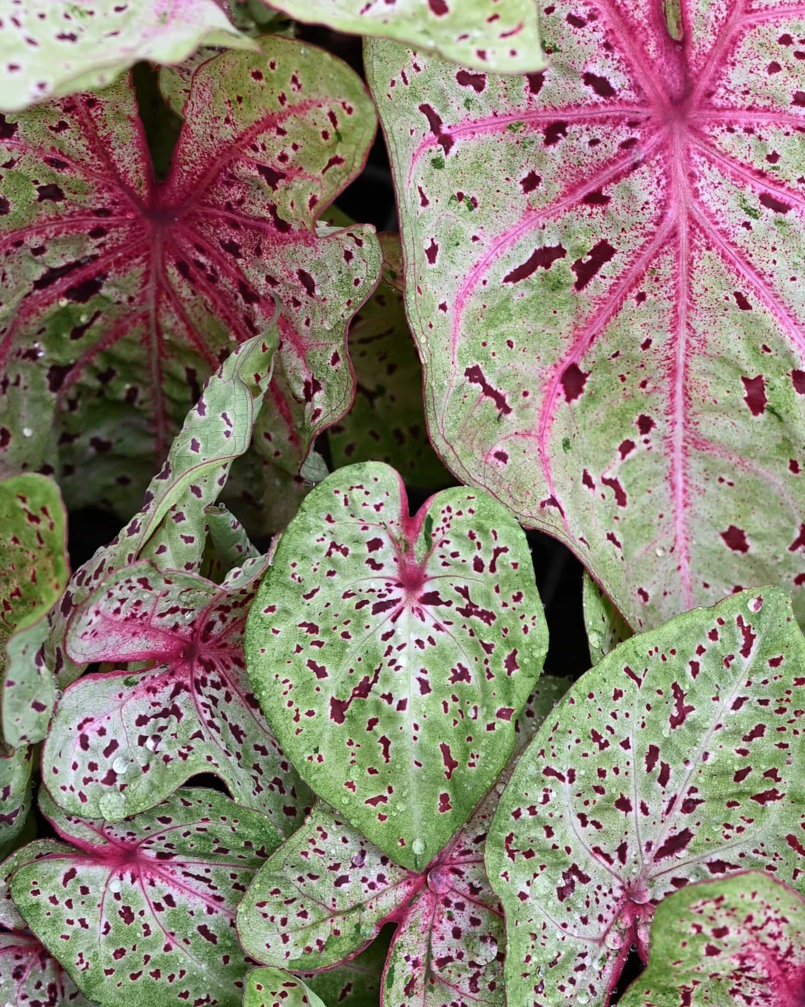 Miss Muffet Caladium