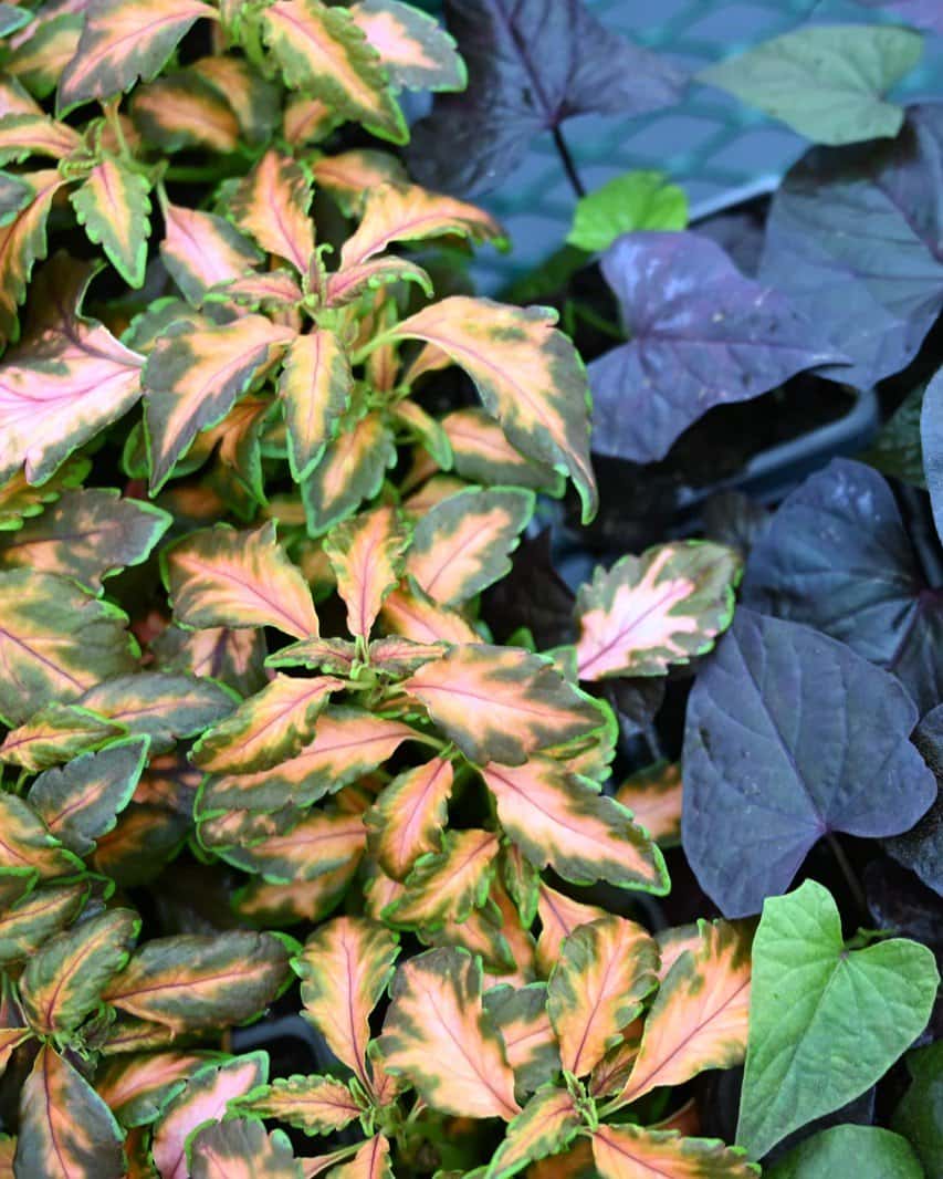 Premium Sun Coral Candy Coleus - Image 1