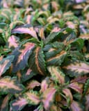 Premium Sun Coral Candy Coleus thumbnail 2
