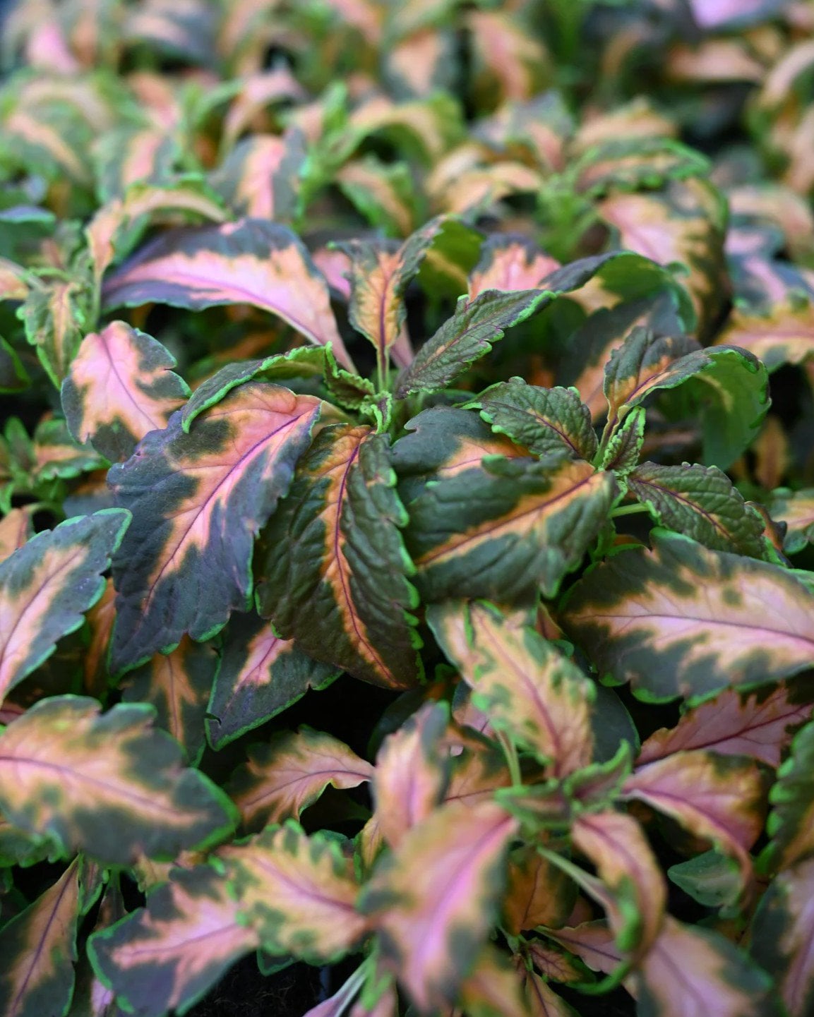 Premium Sun Coral Candy Coleus - Image 1