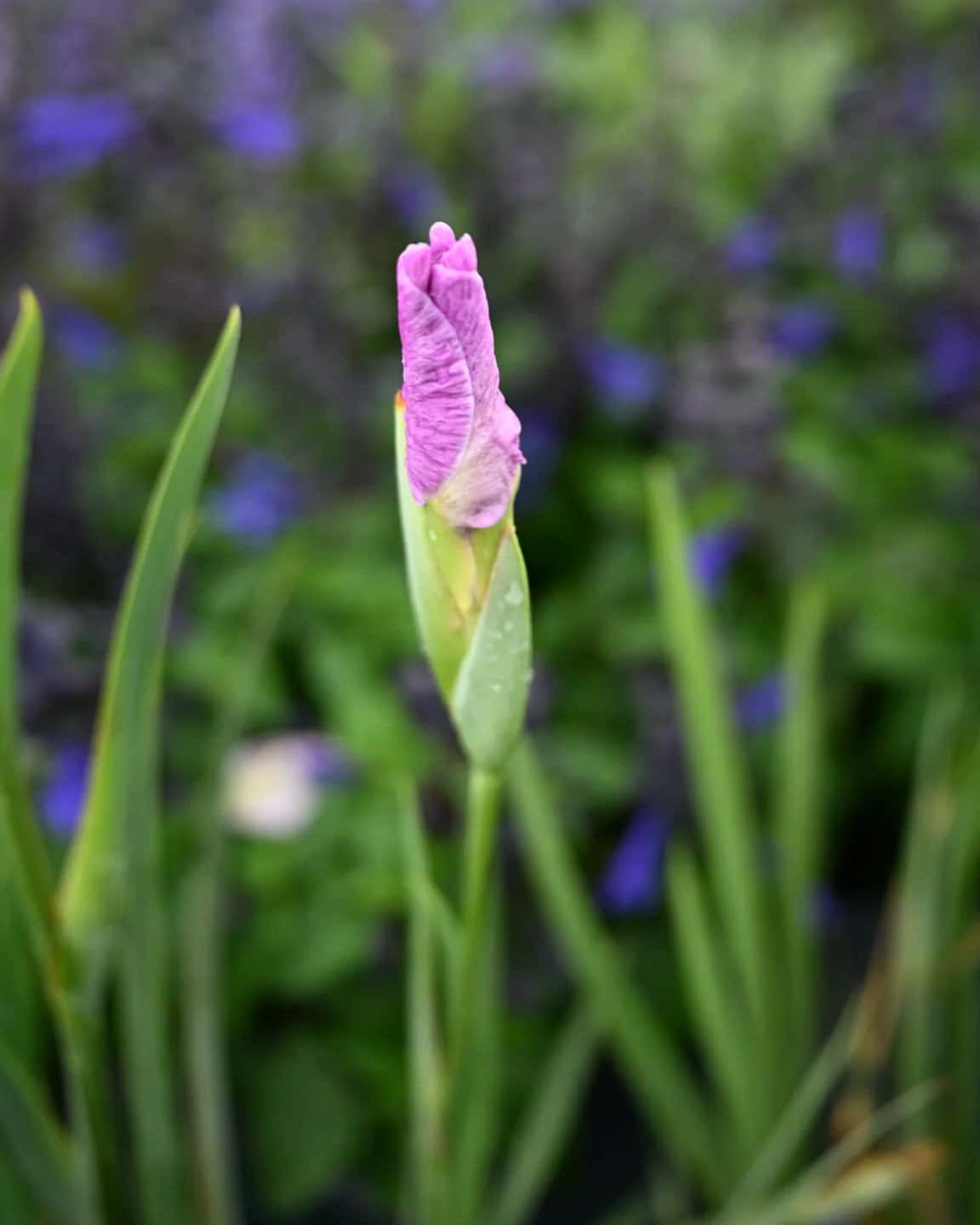 Pinkerton Iris - Image 1