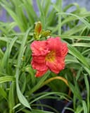 Happy Ever Appster Red Hot Returns Daylily thumbnail 2