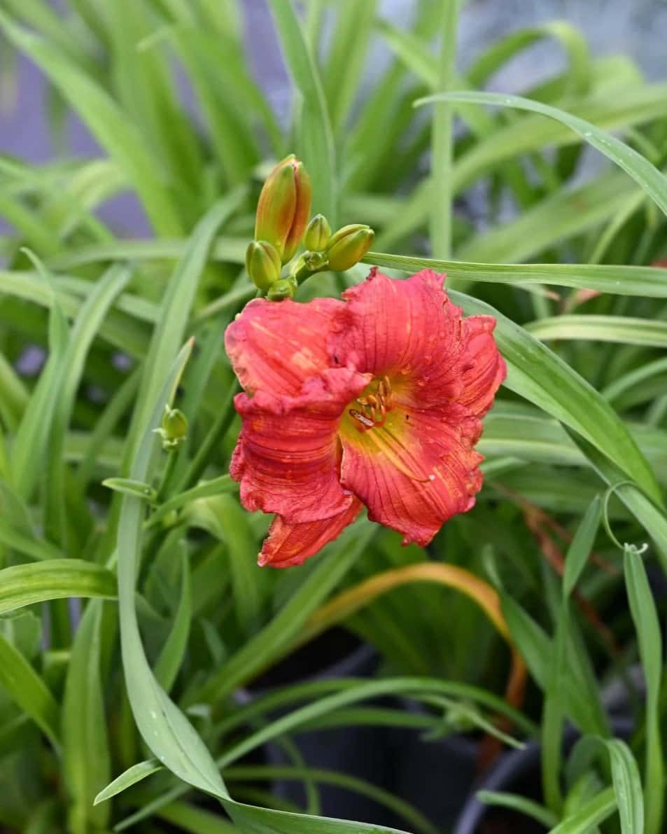 Happy Ever Appster Red Hot Returns Daylily - Image 1