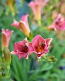 Endlesslily Coral Daylily thumbnail 2