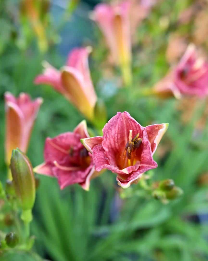 Endlesslily Coral Daylily - view 2