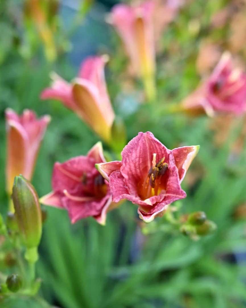 Endlesslily Coral Daylily - Image 1