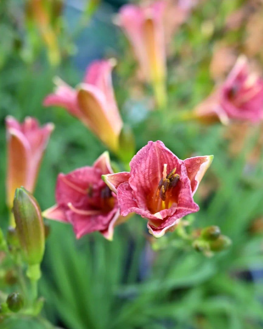 Endlesslily Coral Daylily - view 2