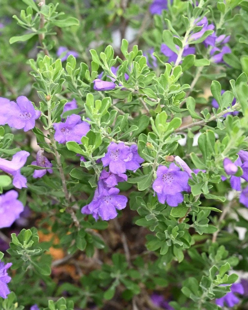Purple Rain Texas Sage - view 4