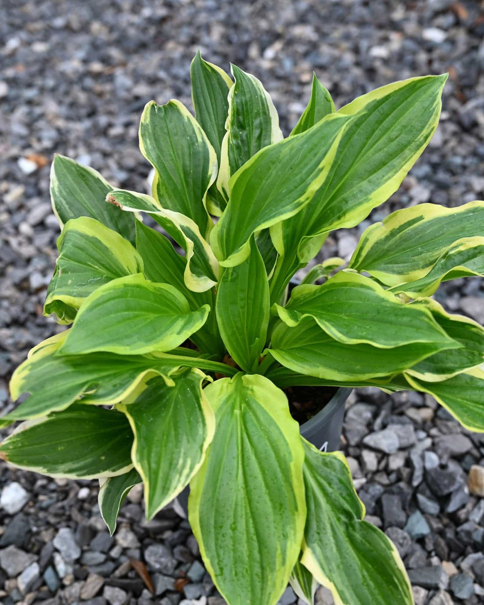 So Sweet Hosta - view 2