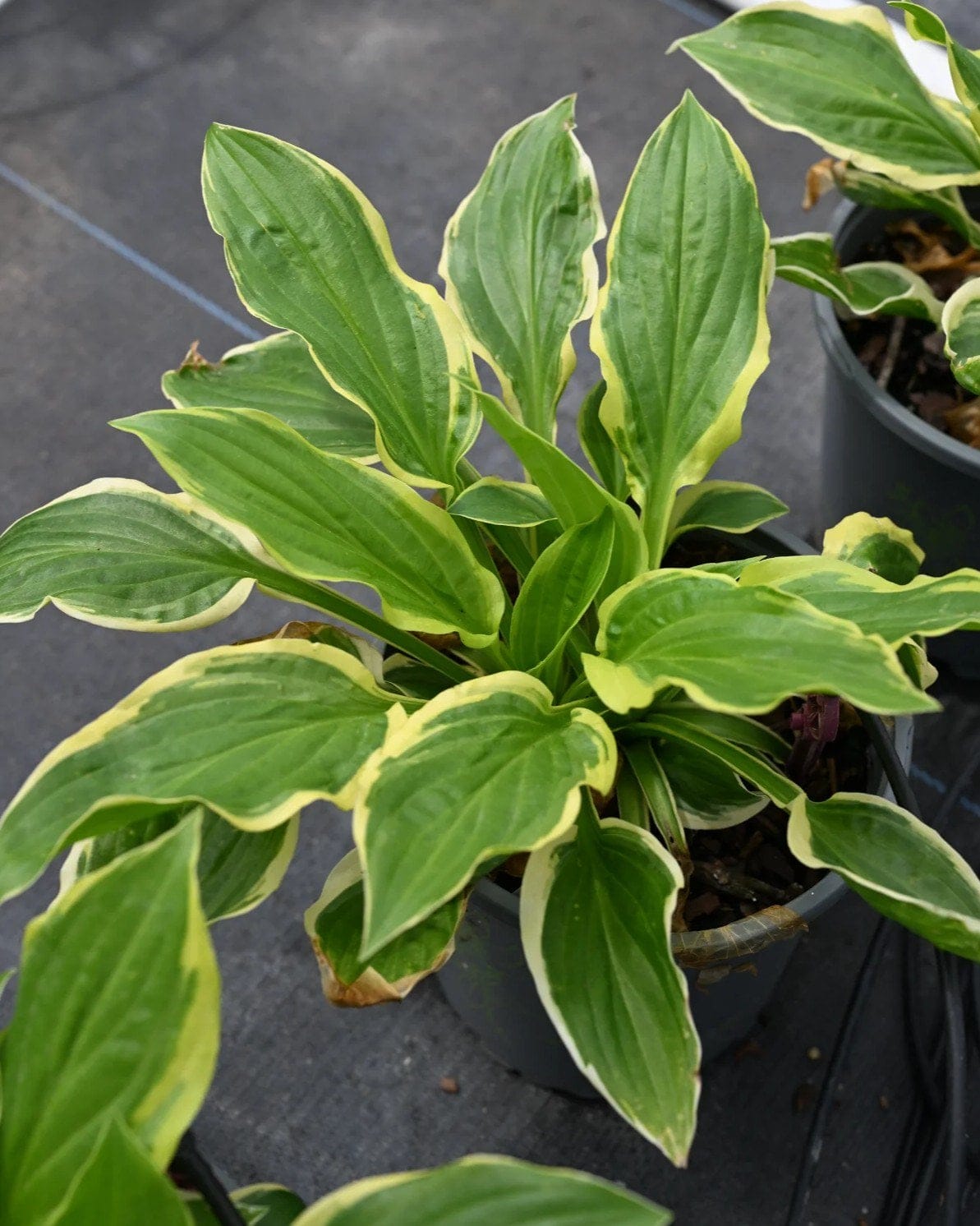 So Sweet Hosta - view 3