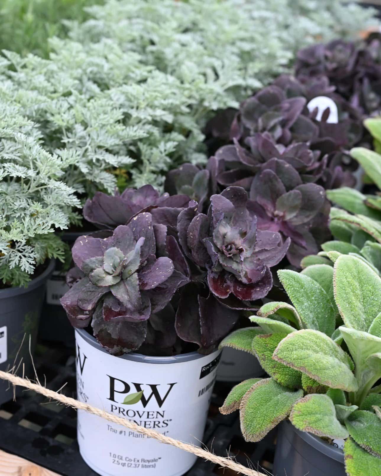 Rock 'N Grow Back in Black Sedum - Image 1