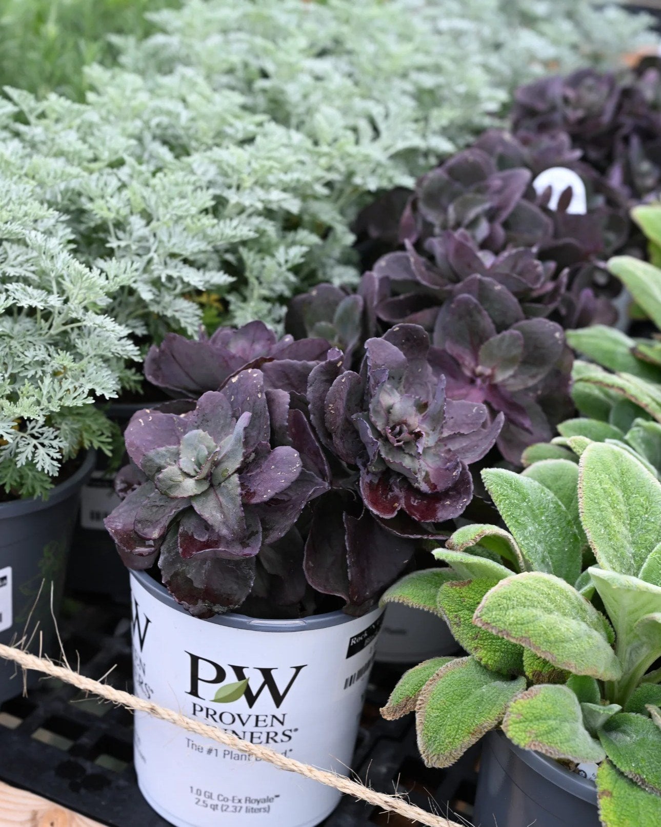 Rock 'N Grow Back in Black Sedum - Image 1