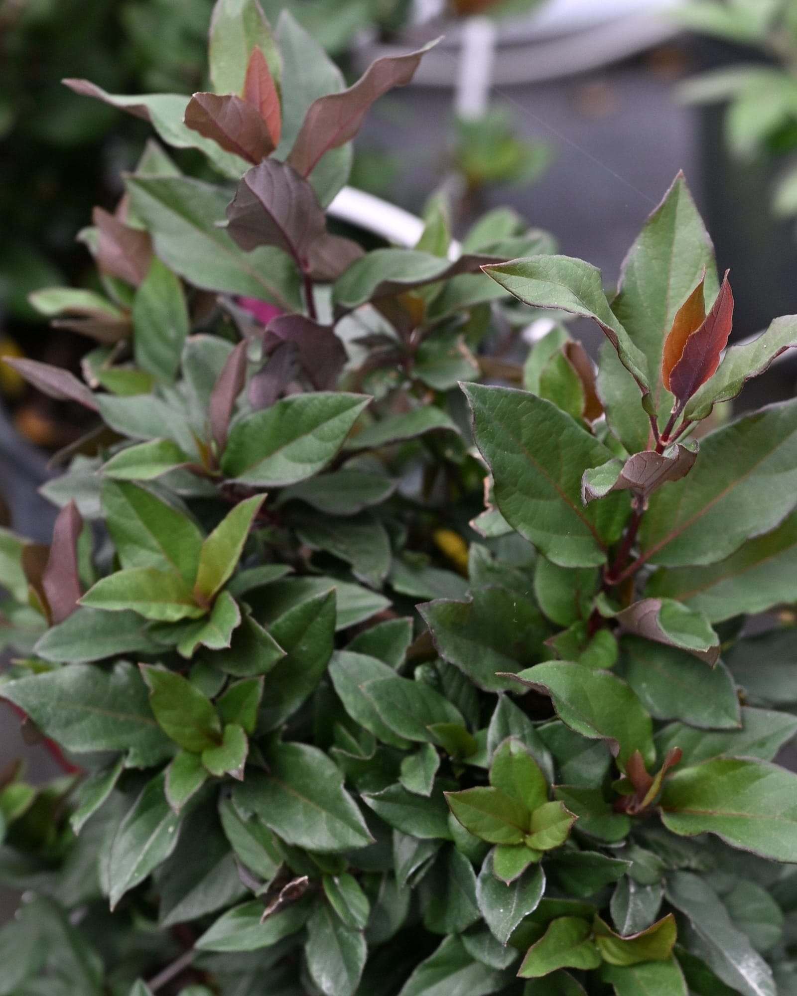 Purple Leaf Honeysuckle
