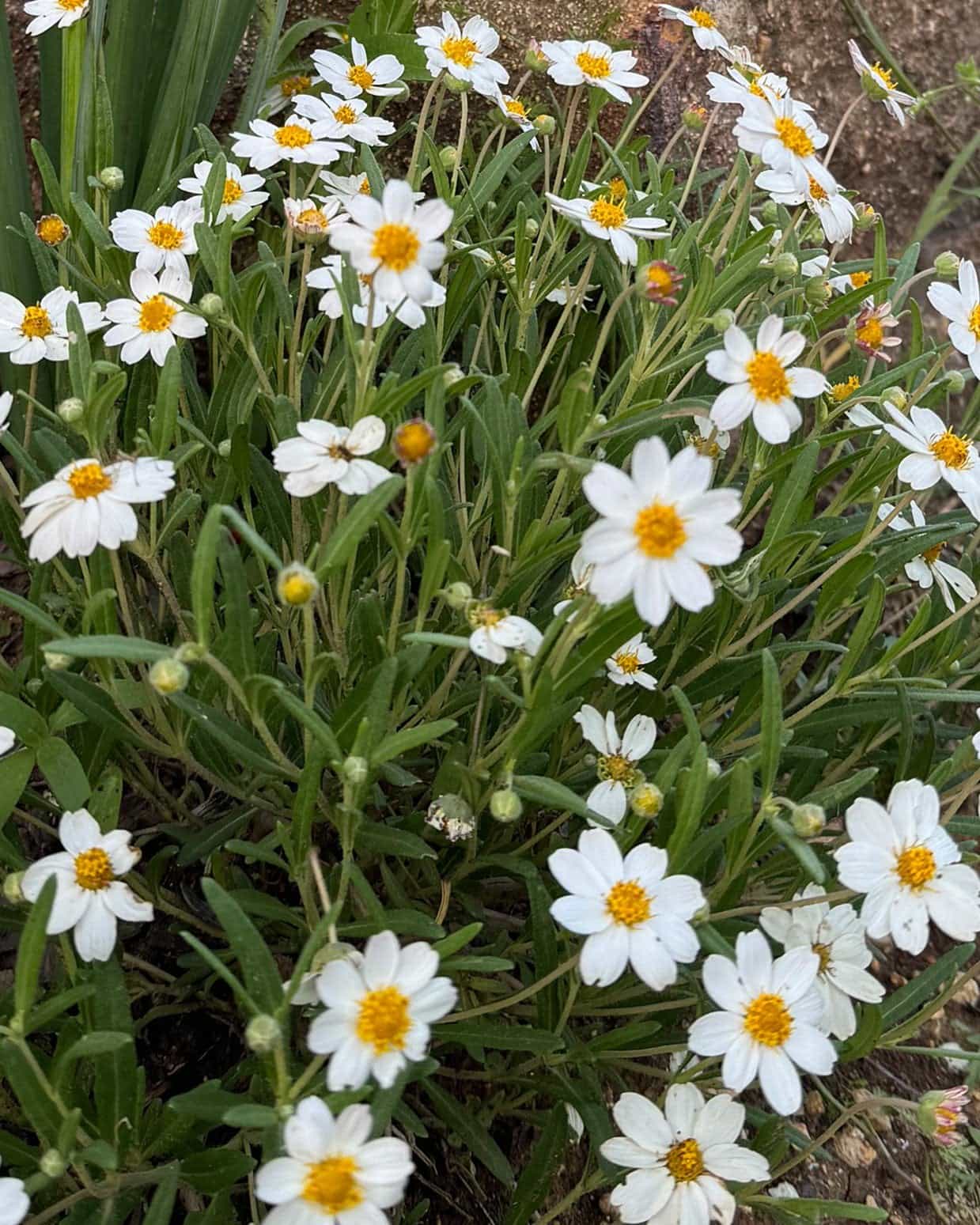 Blackfoot Daisy