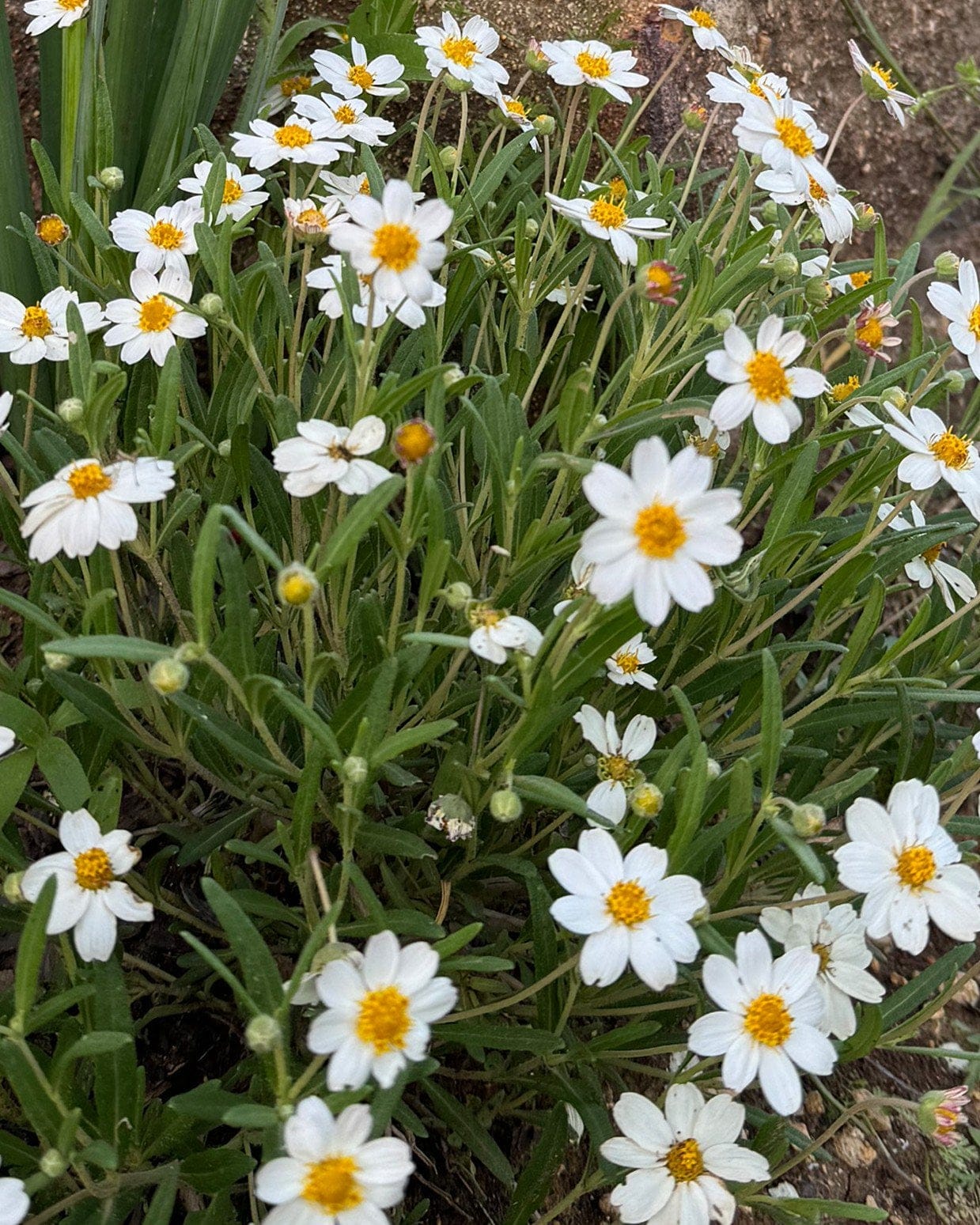 Blackfoot Daisy