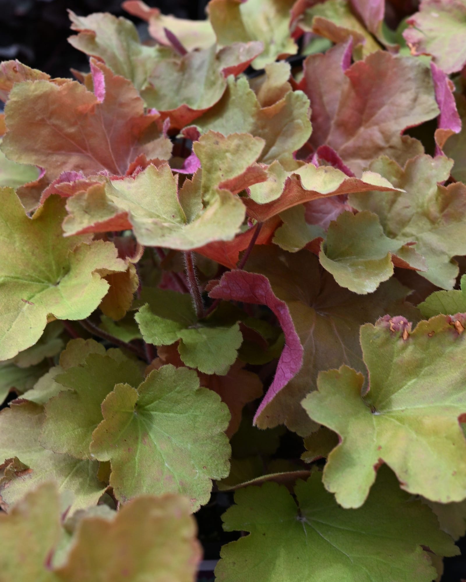 Caramel Heuchera - Main Image