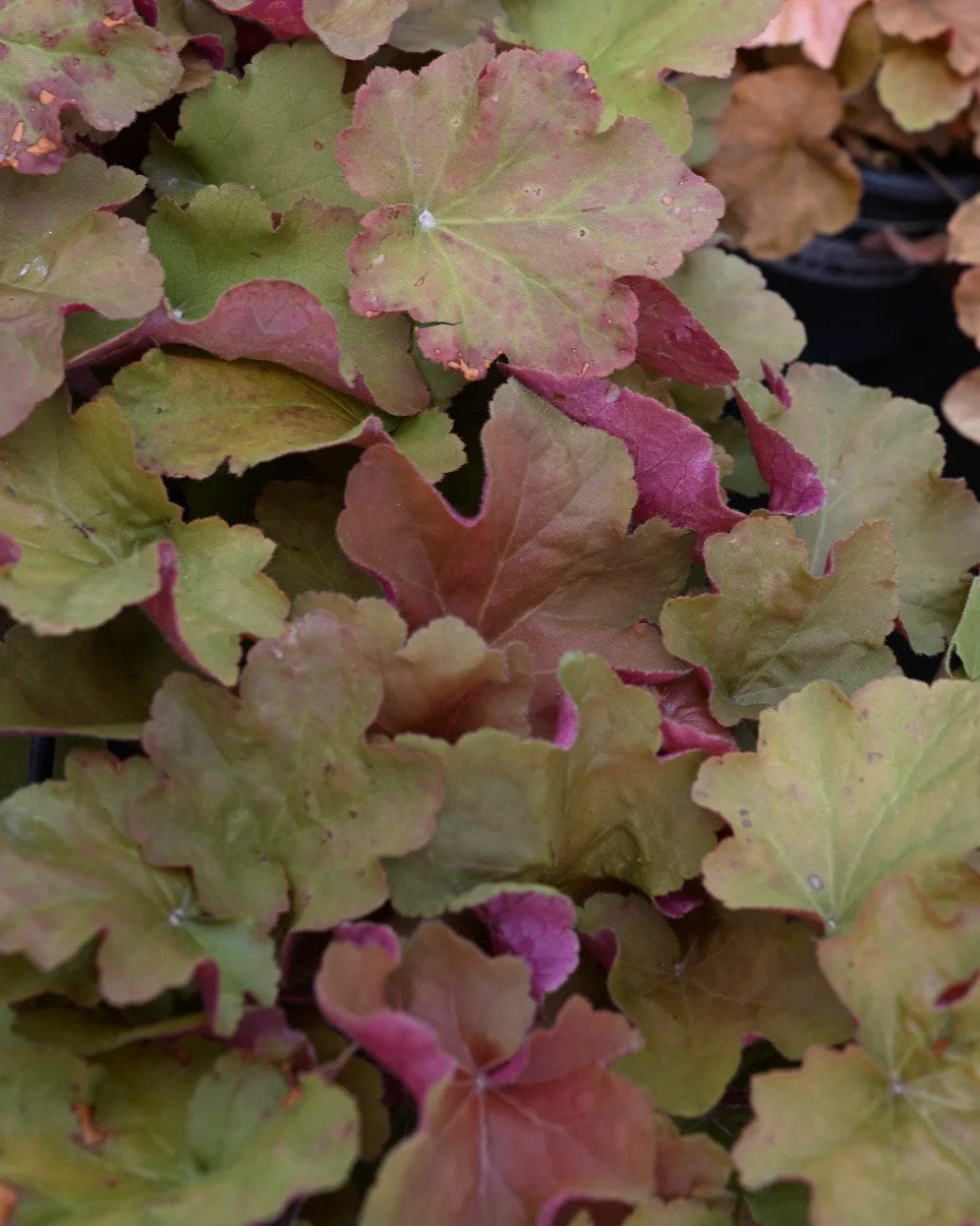Caramel Heuchera - Image 1