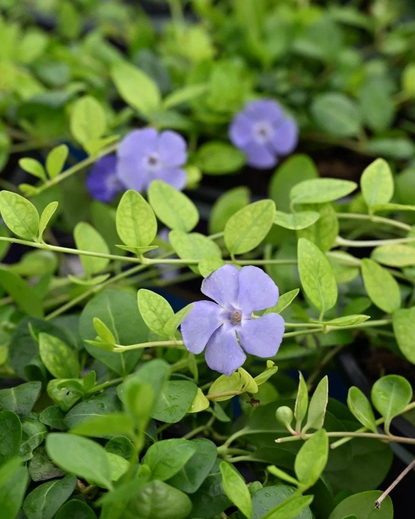 Bowles' Vinca - Image 1