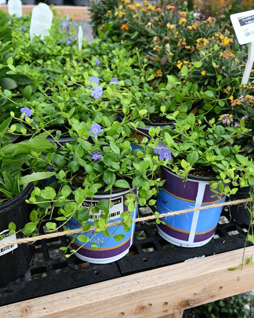 Bowles' Vinca - view 3