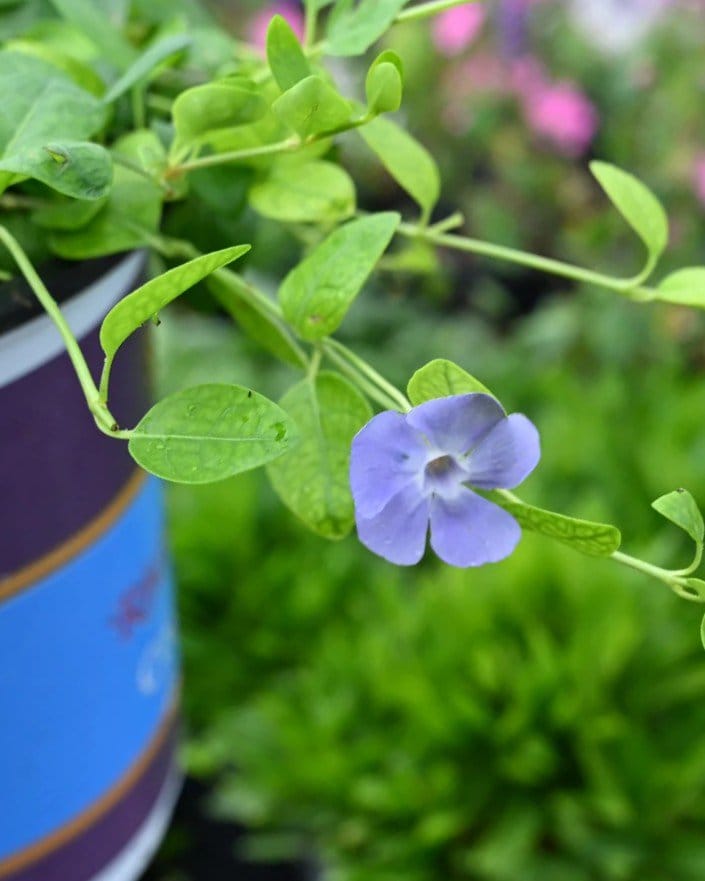 Bowles' Vinca - view 4