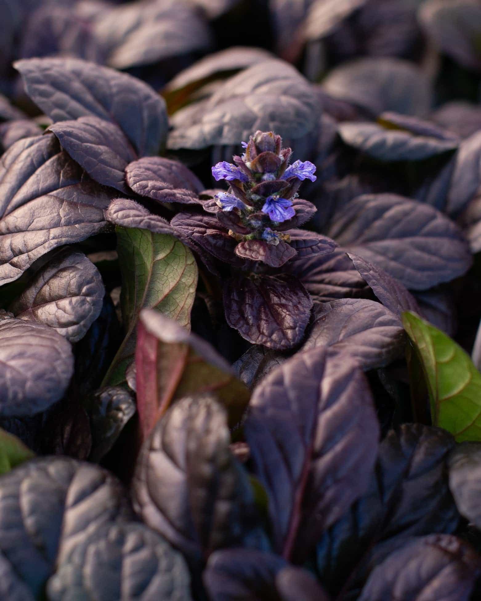 Bronze Beauty Ajuga