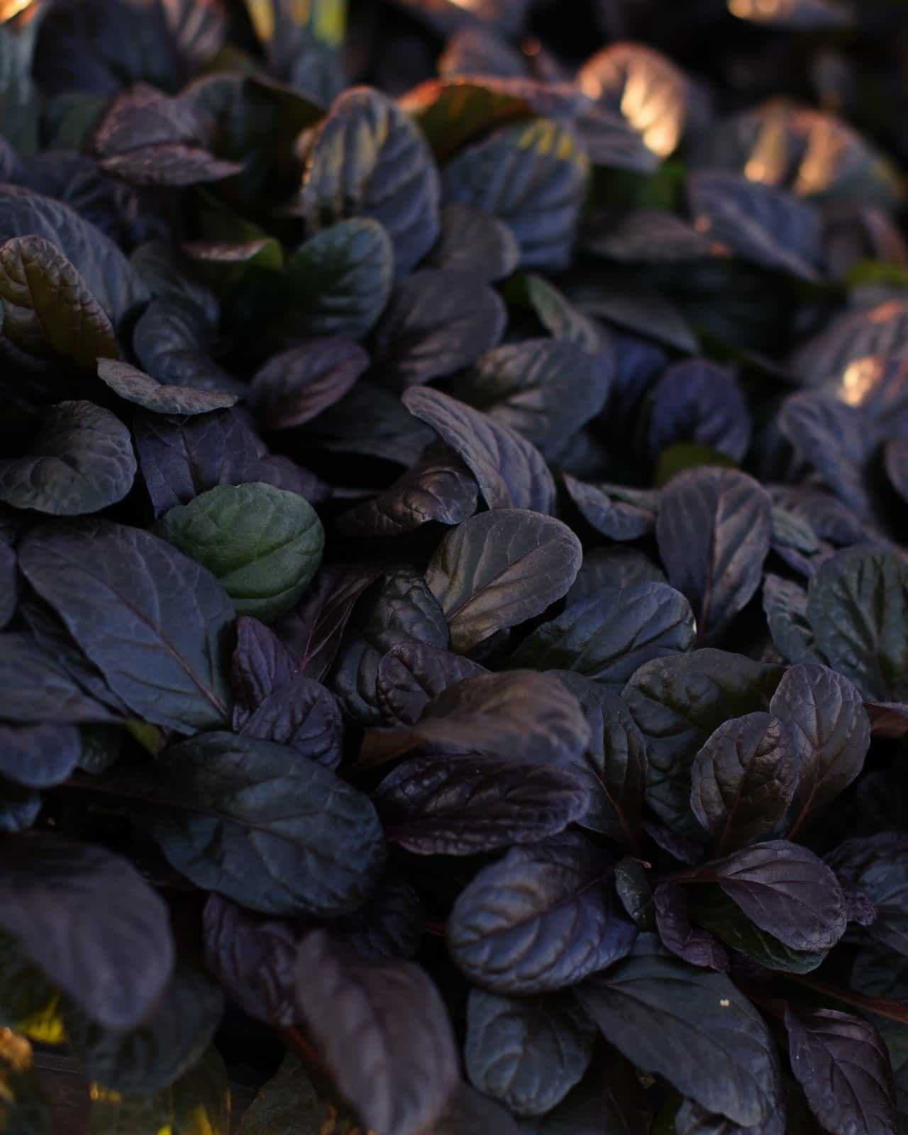 Bronze Beauty Ajuga - view 2