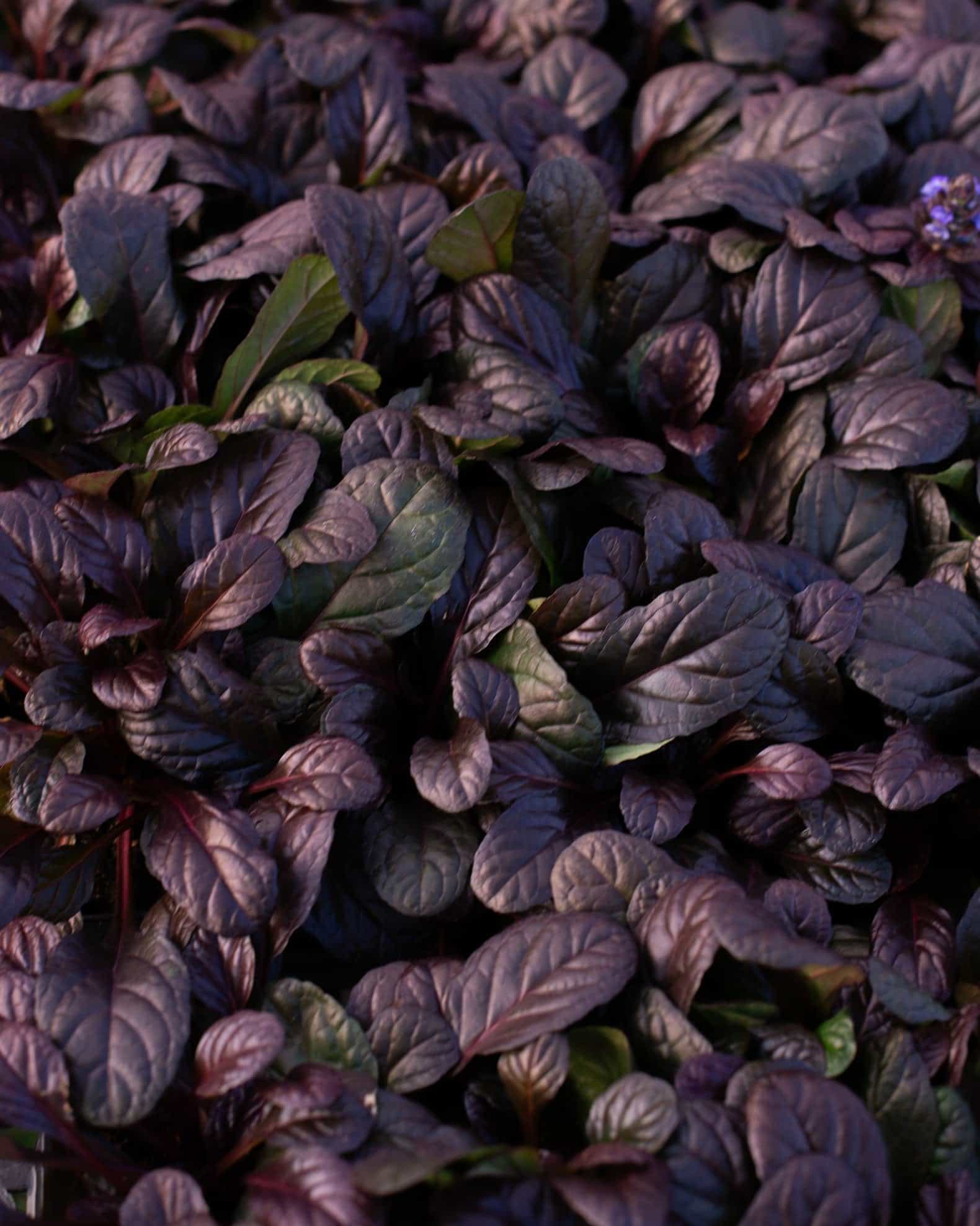 Bronze Beauty Ajuga - view 3