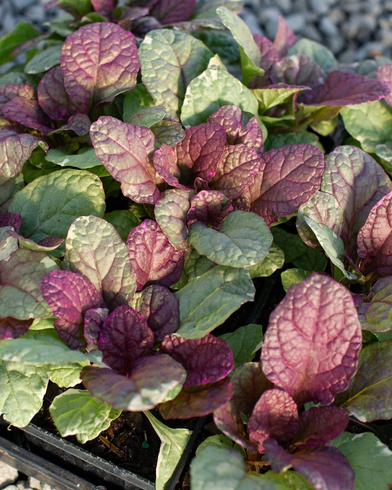 Burgundy Glow Ajuga