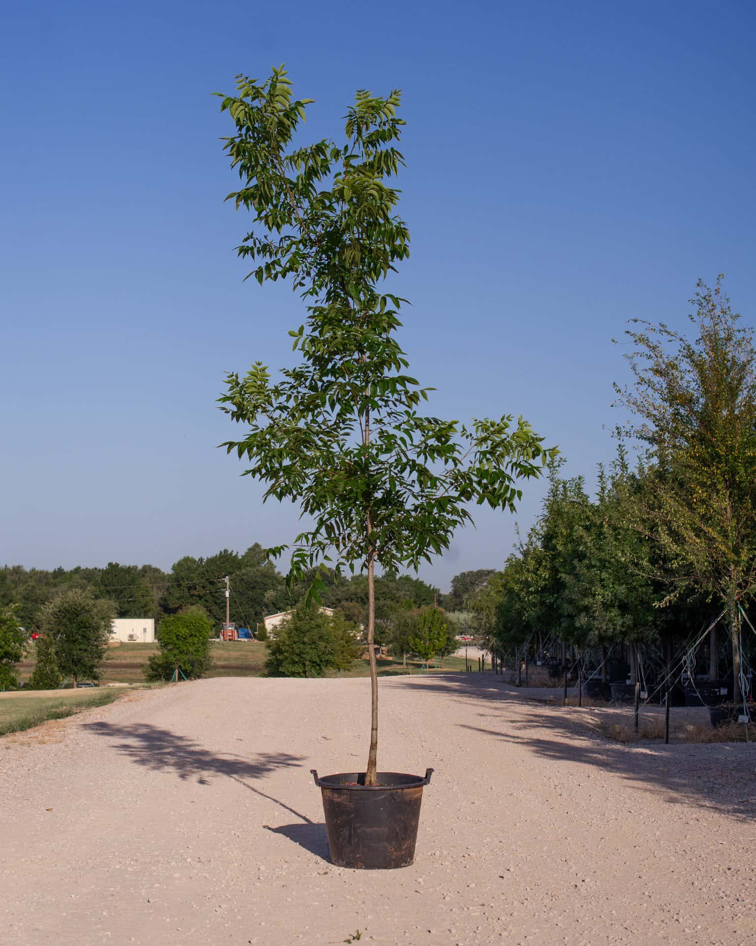 Caddo Pecan - Image 1