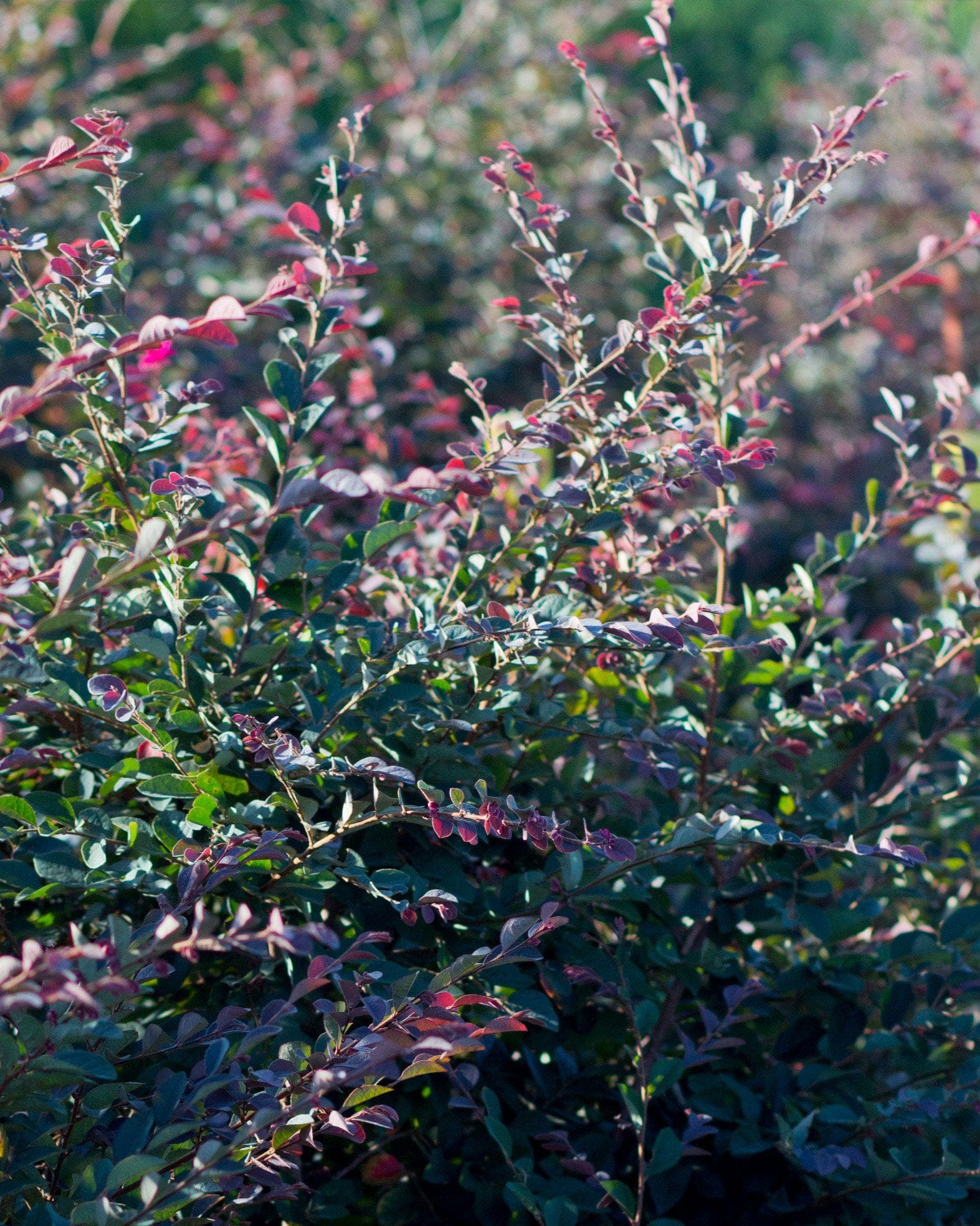 Carolina Midnight Loropetalum