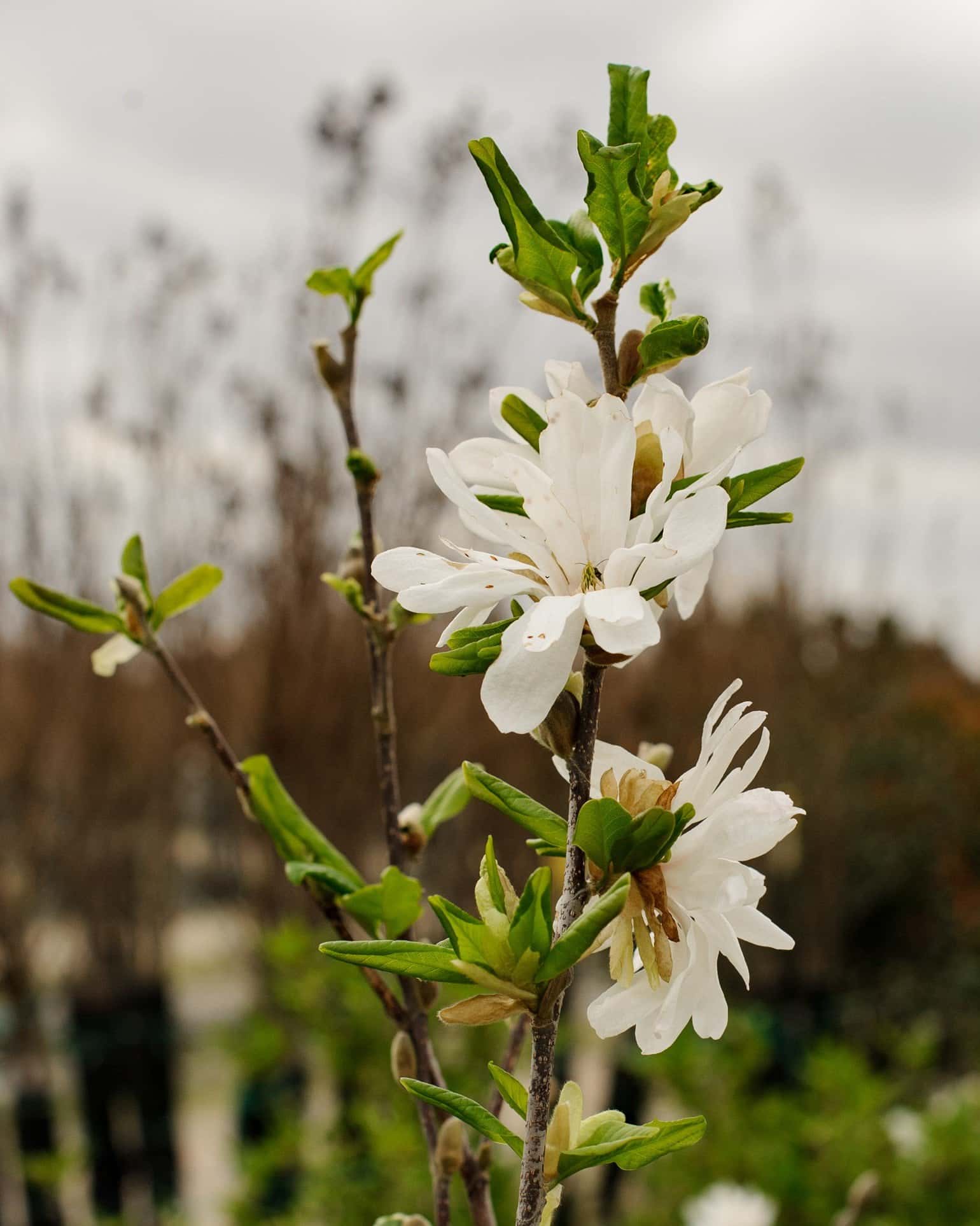 Centennial Blush Star Magnolia - Image 1