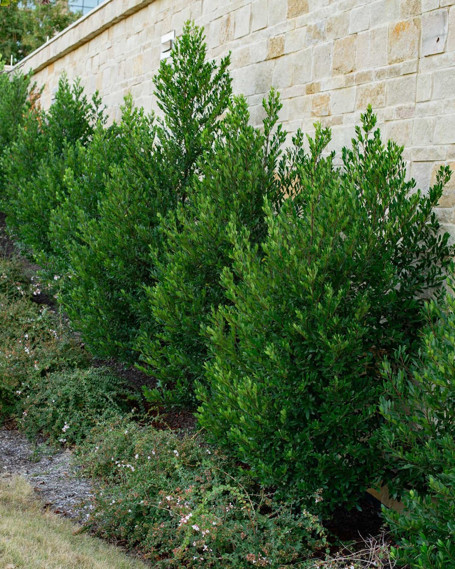 Cherry Laurel Bright 'N Tight