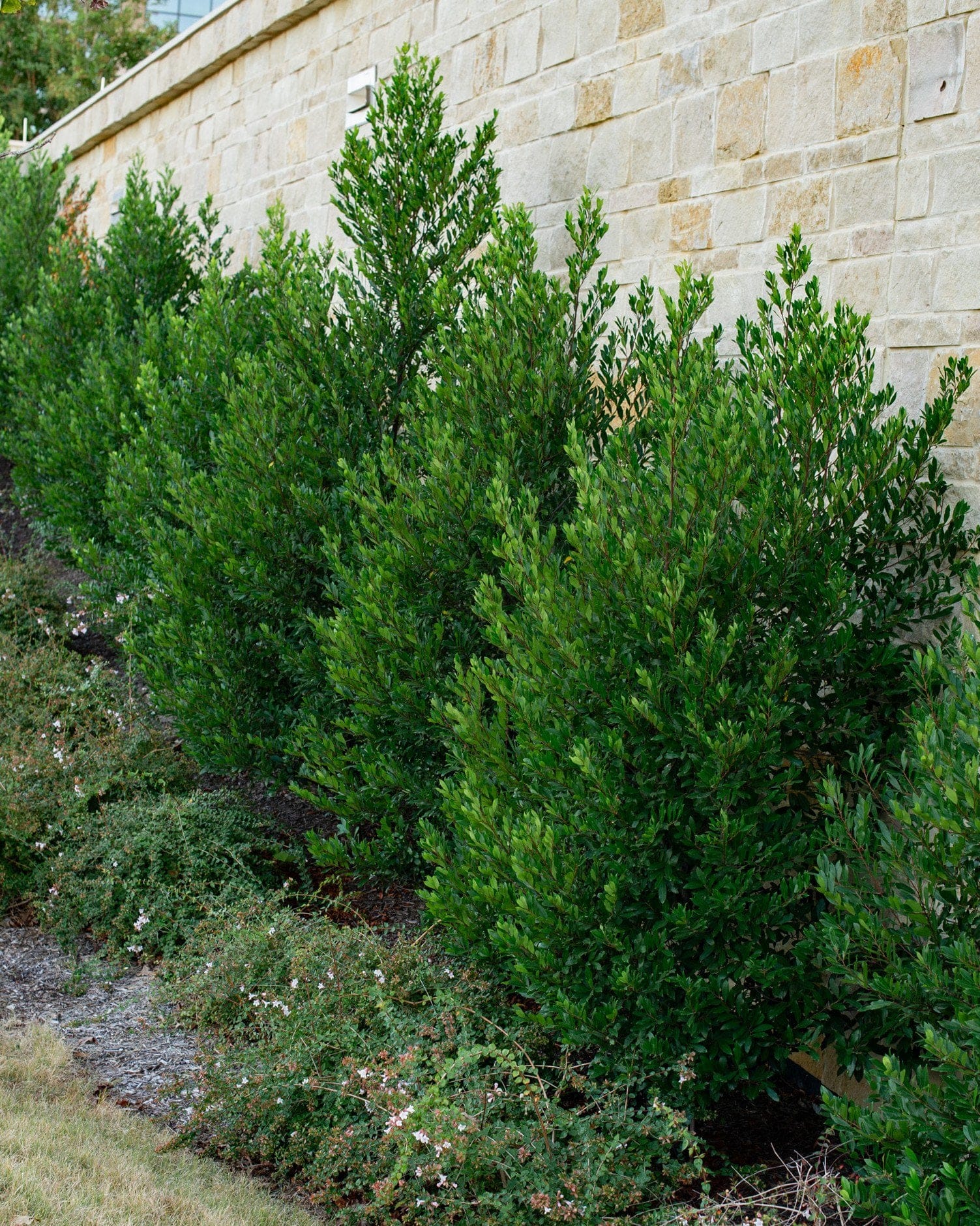 Cherry Laurel Bright 'N Tight