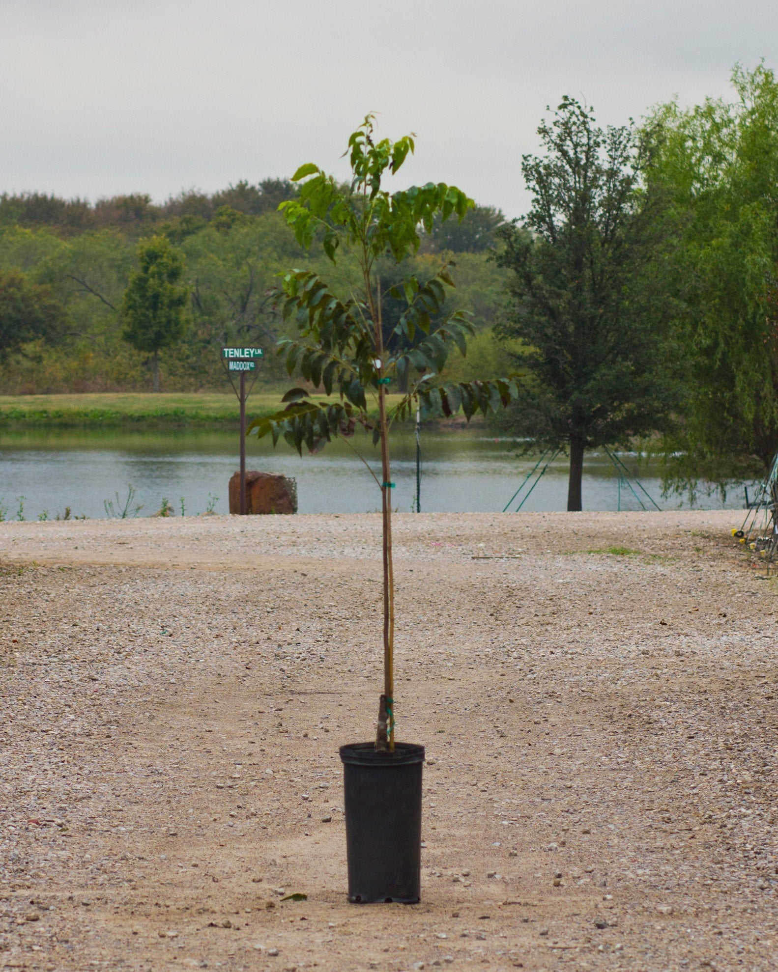 Choctaw Pecan - Image 1