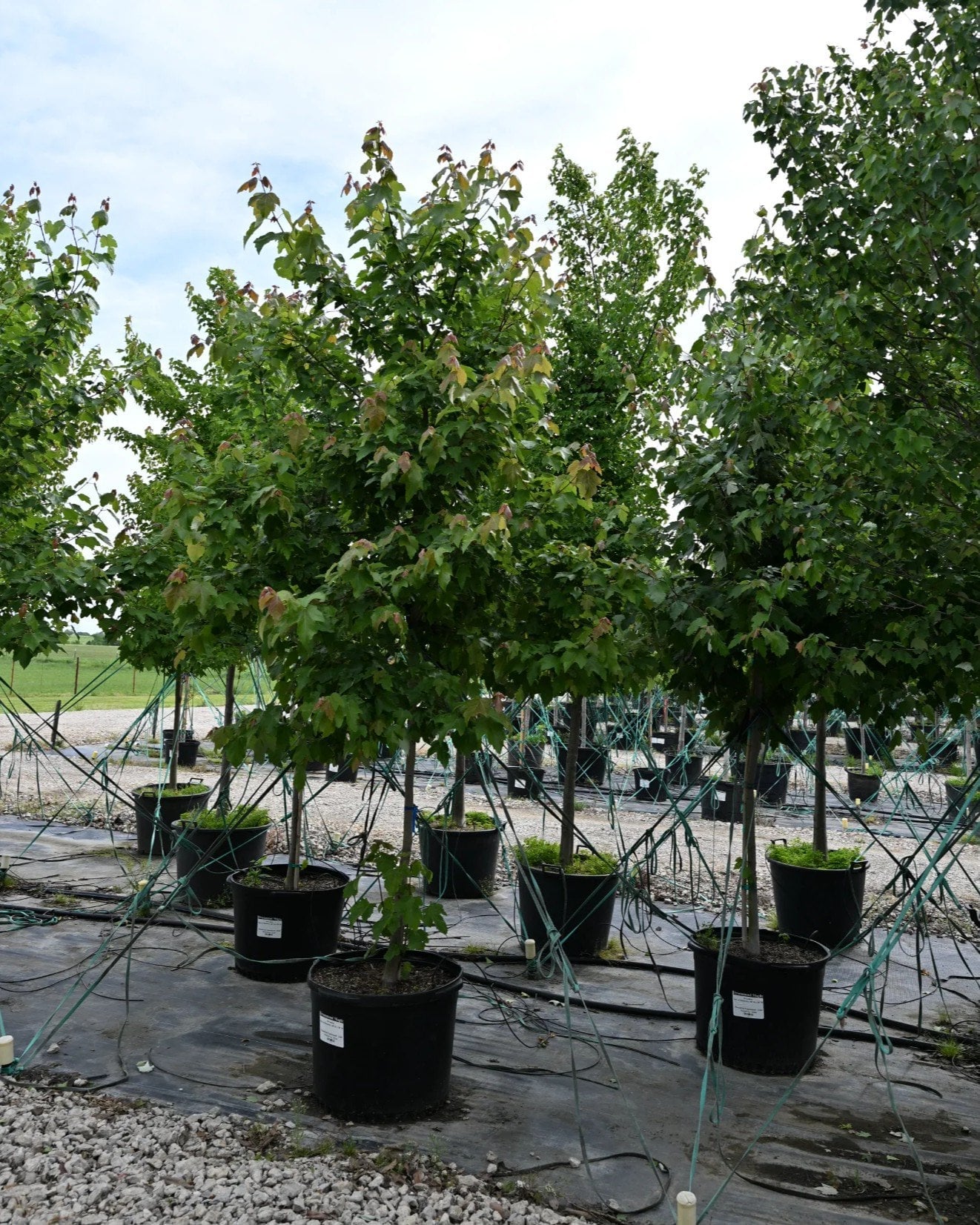 Drummond Maple - Image 1