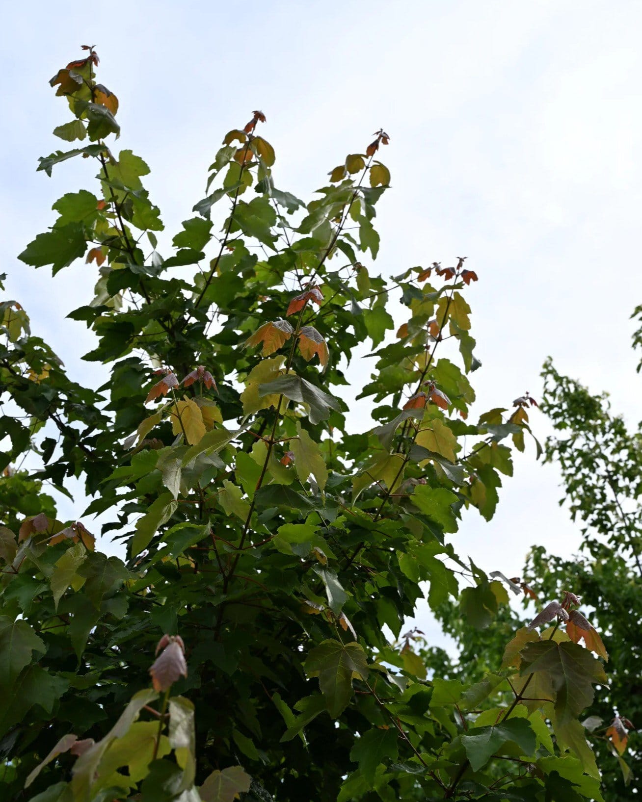 Drummond Maple - view 3