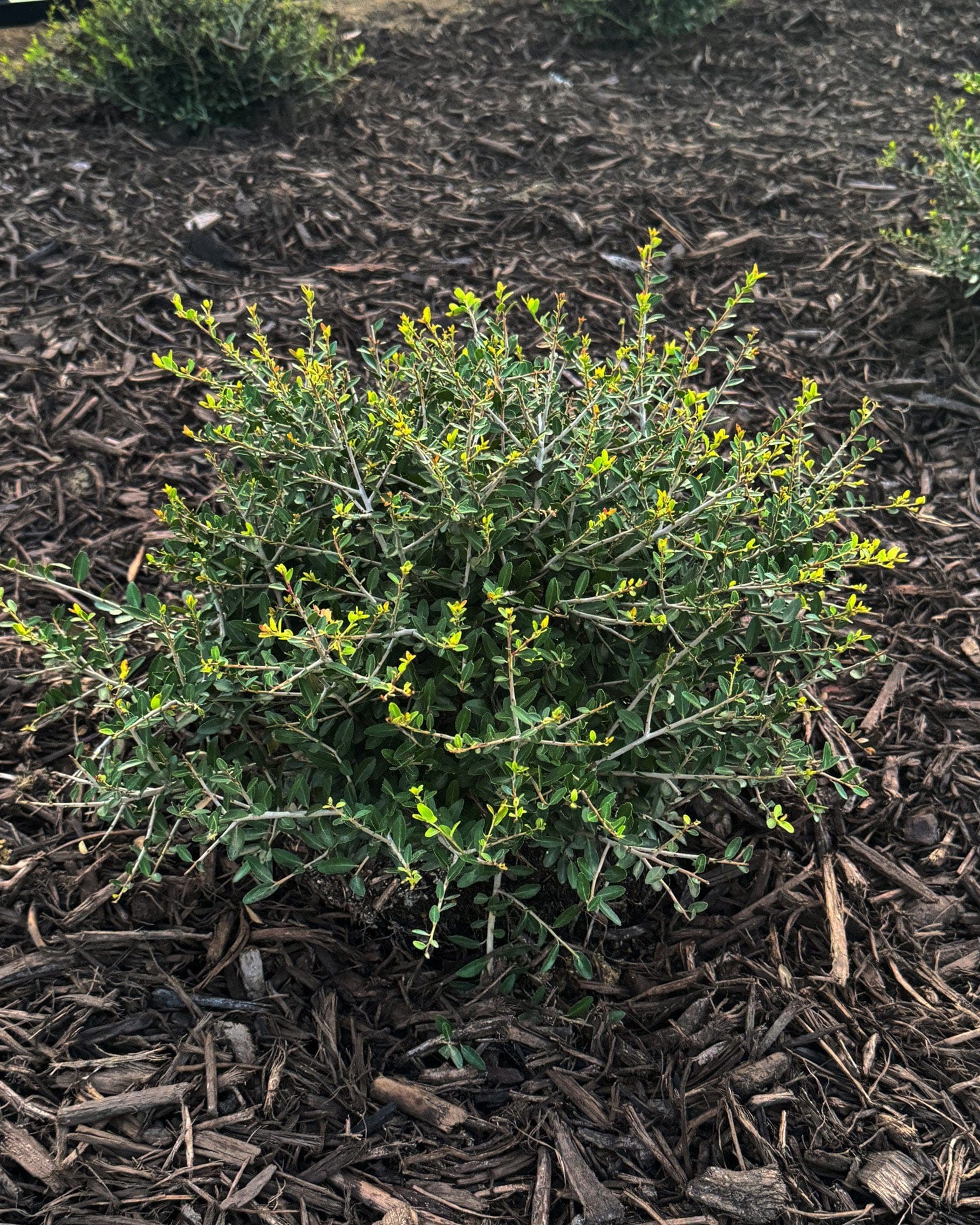 Dwarf Yaupon Holly