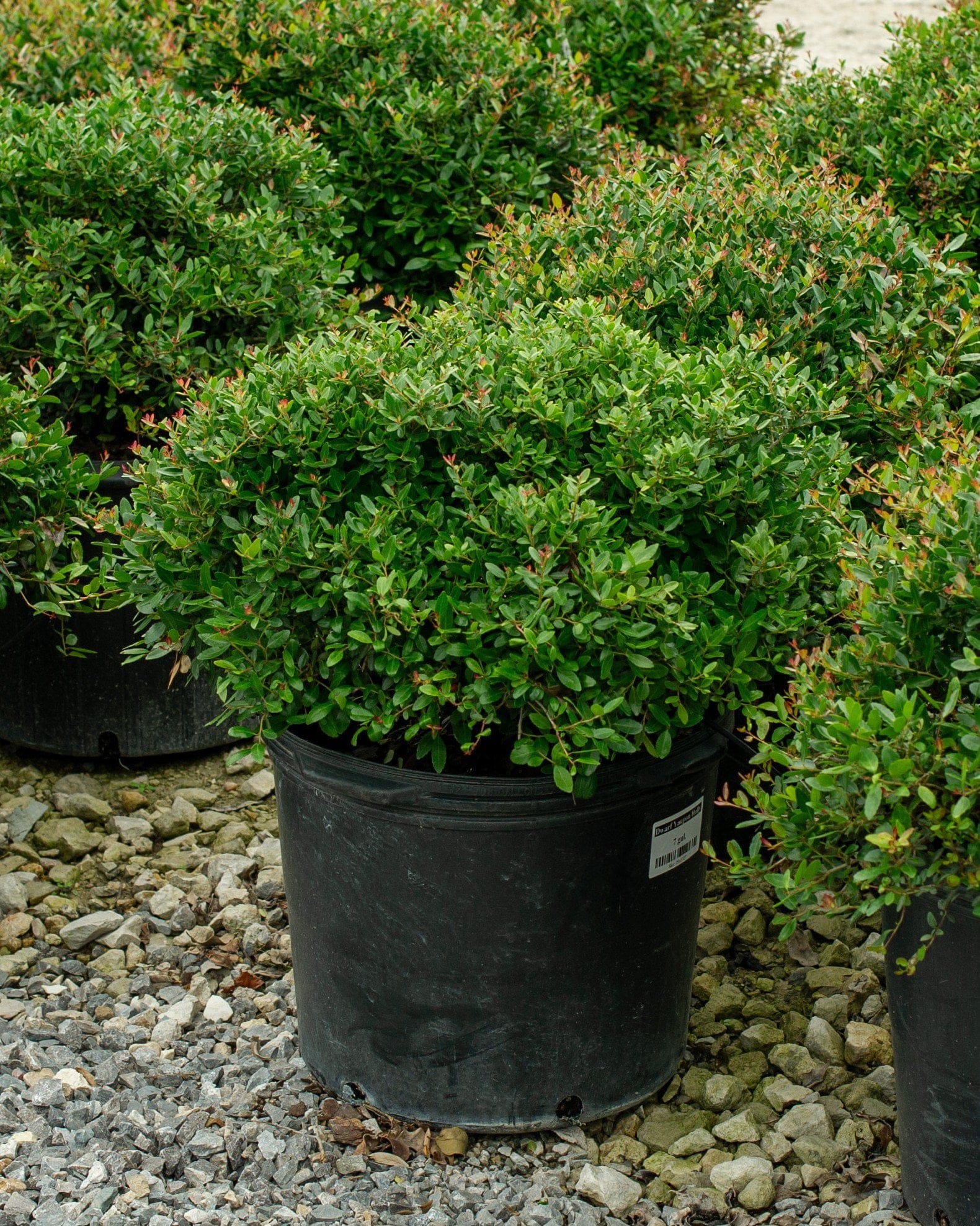 Dwarf Yaupon Holly - view 5