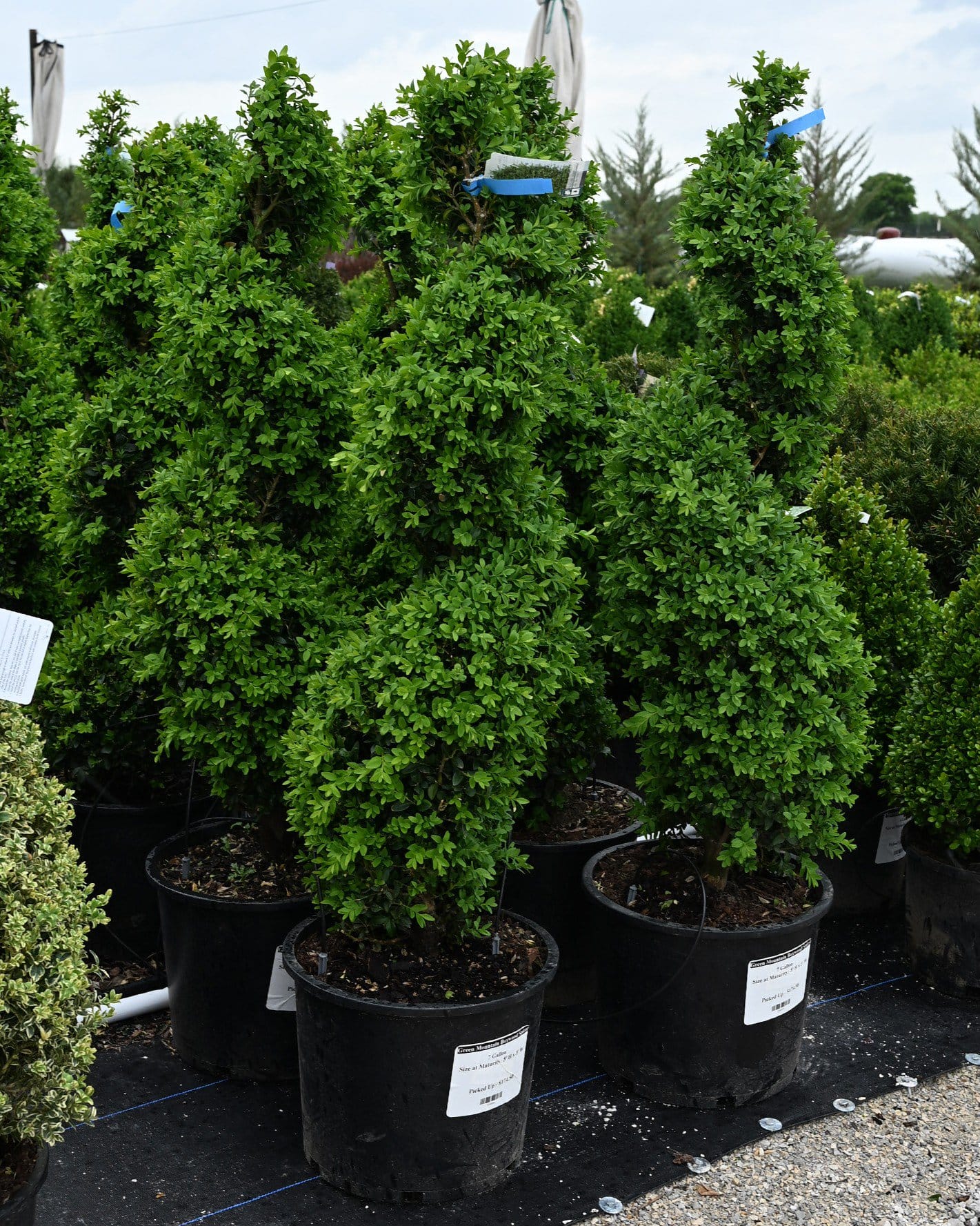 Green Mountain Boxwood Spiral