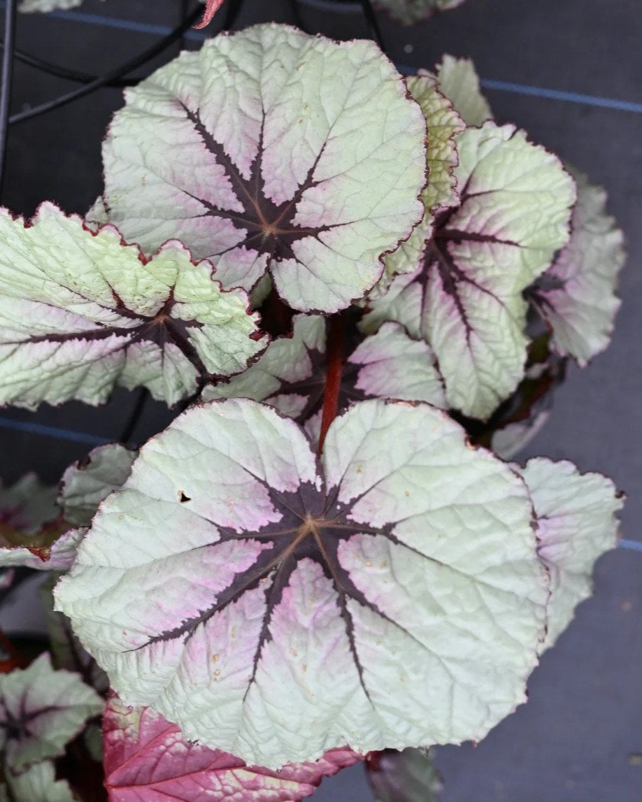 T Rex First Blush Begonia - Image 1