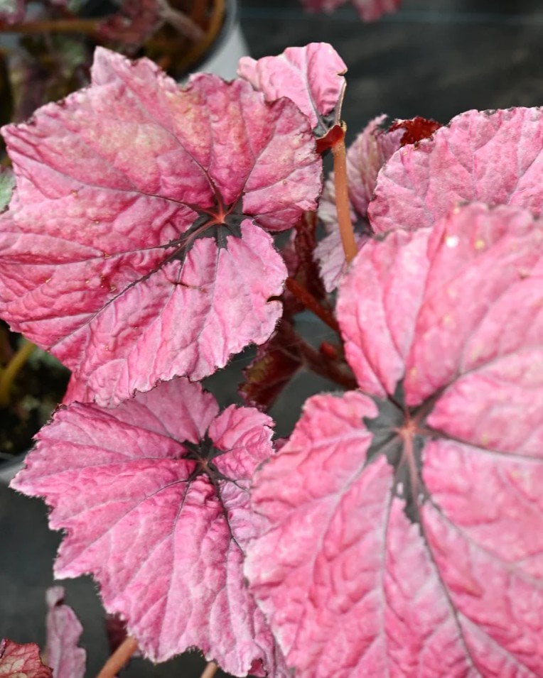 T Rex Ruby Slippers Begonia - Image 1