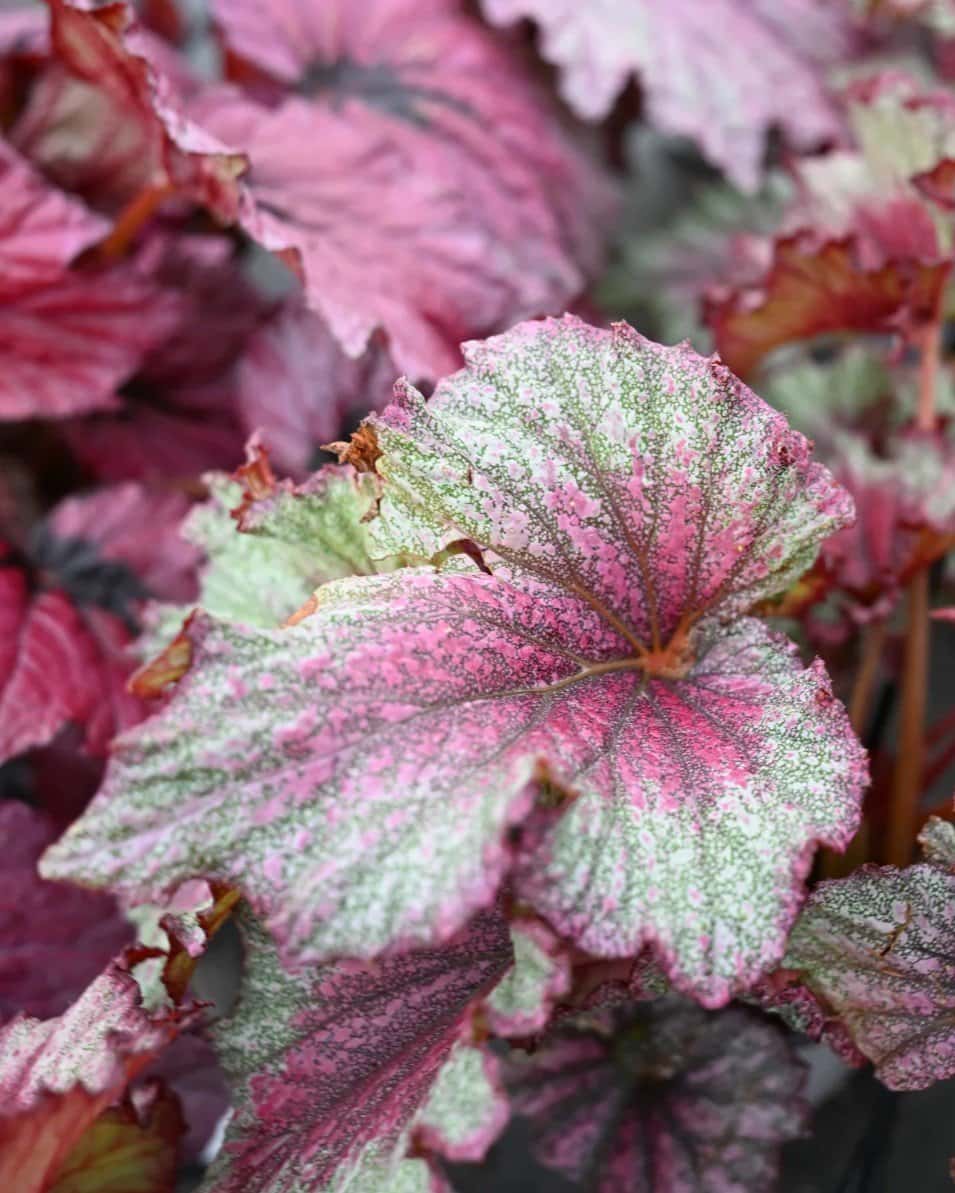 T Rex Stardust Begonia - Image 1