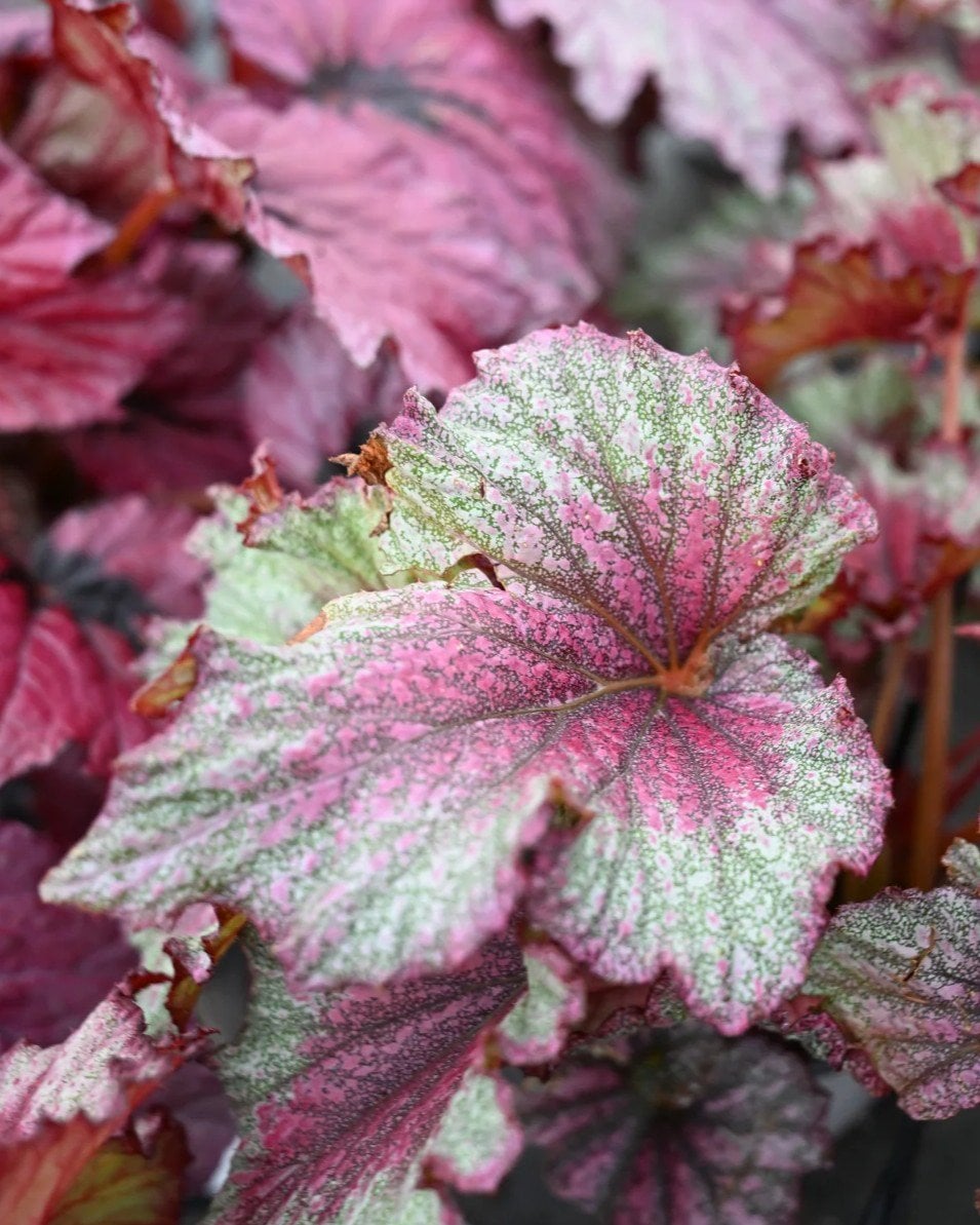 T Rex Stardust Begonia - Image 1