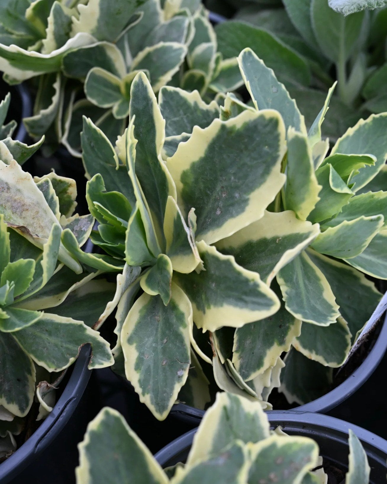 Frosted Fire Sedum - Image 1