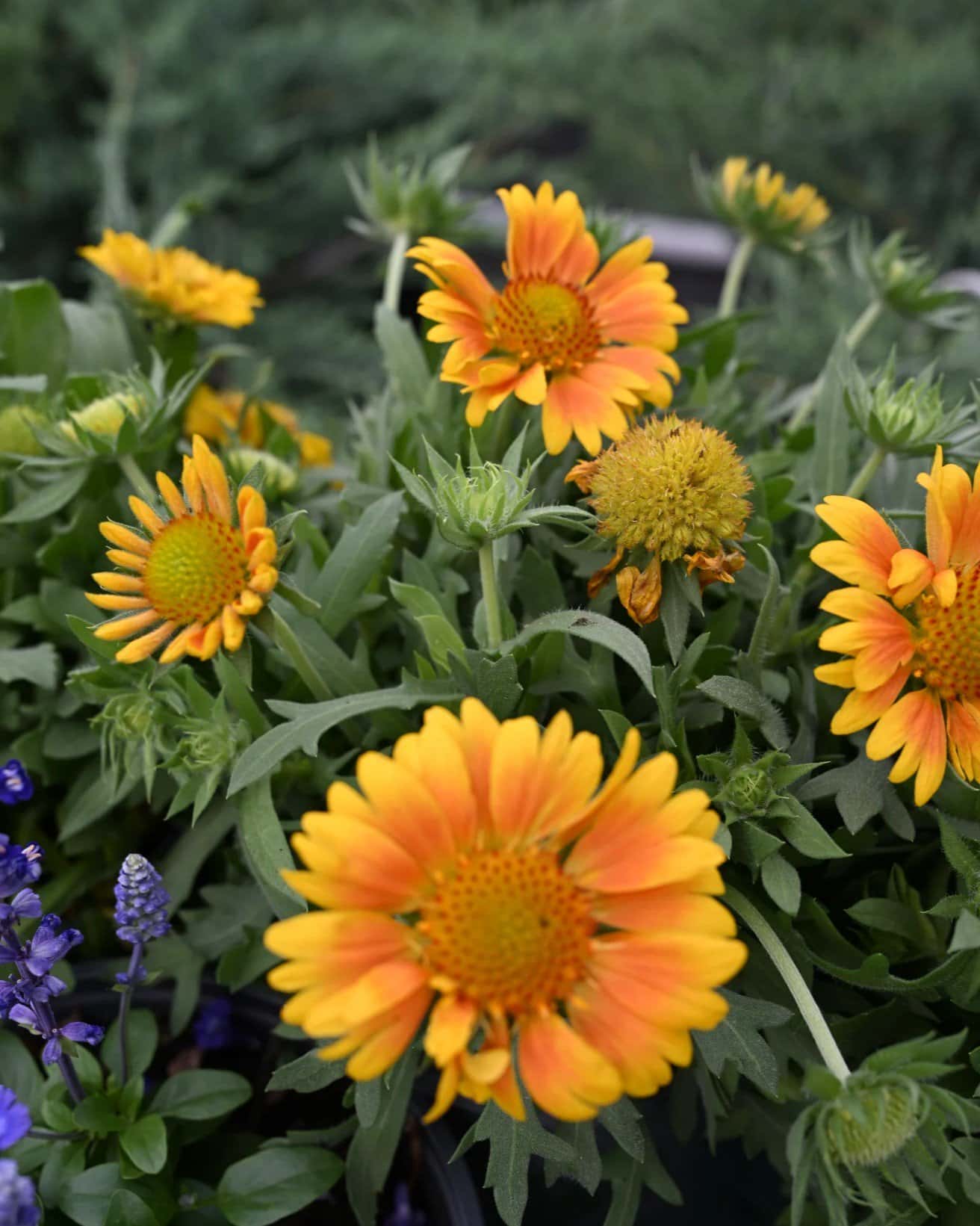 Mesa Peach Blanket Flower - Image 1