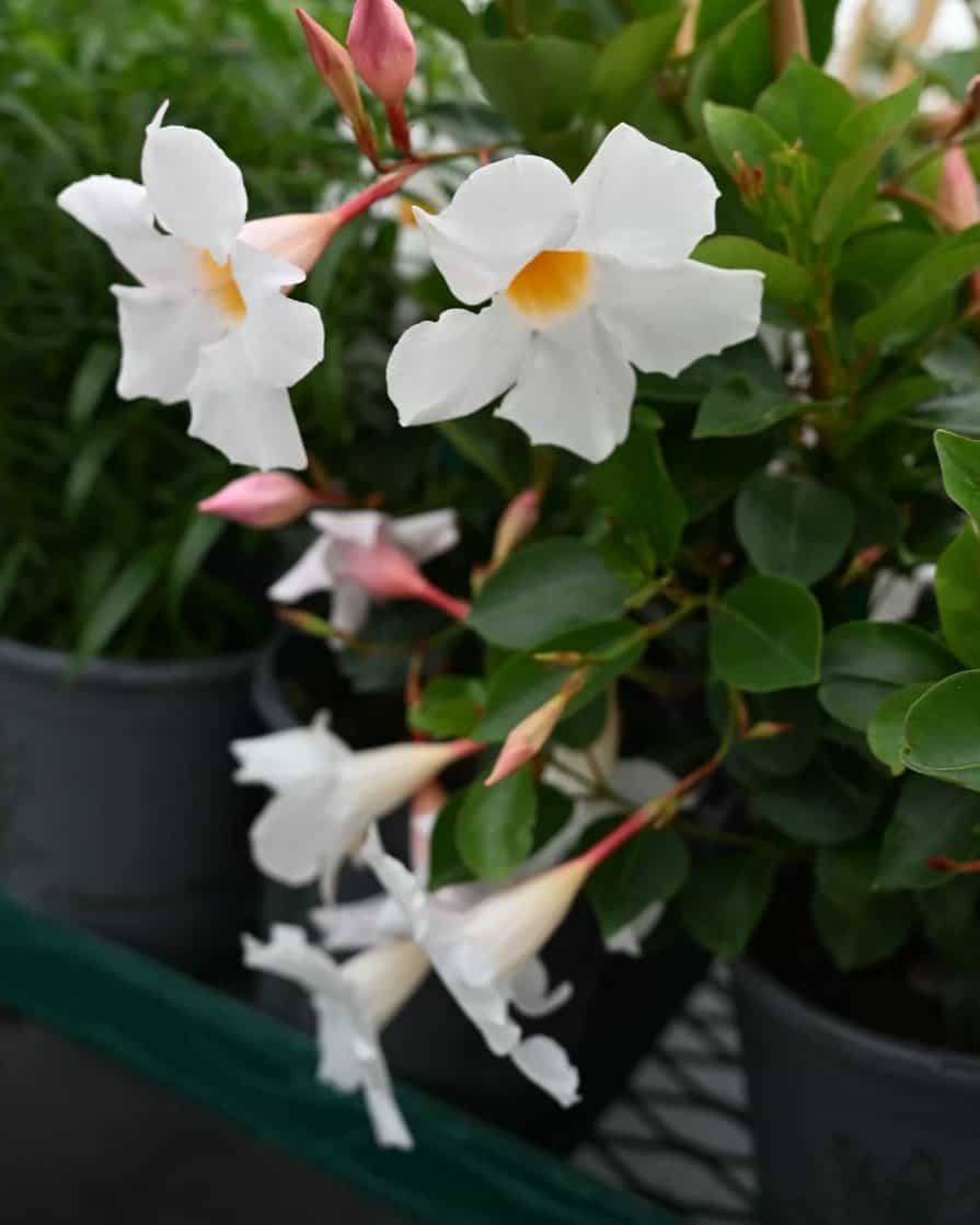 Sun Parasol Garden White Mandevilla - view 2