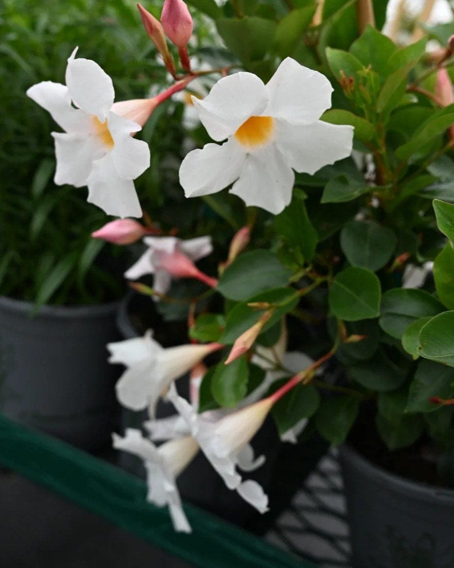 Sun Parasol Garden White Mandevilla - view 2