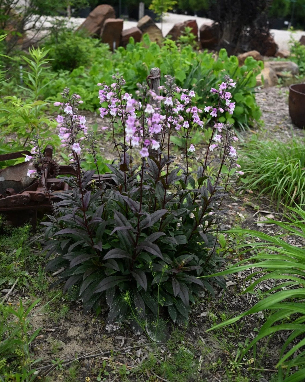 Dakota Burgundy Penstemon - Image 1